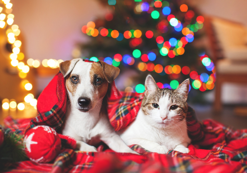 pets during the holidays