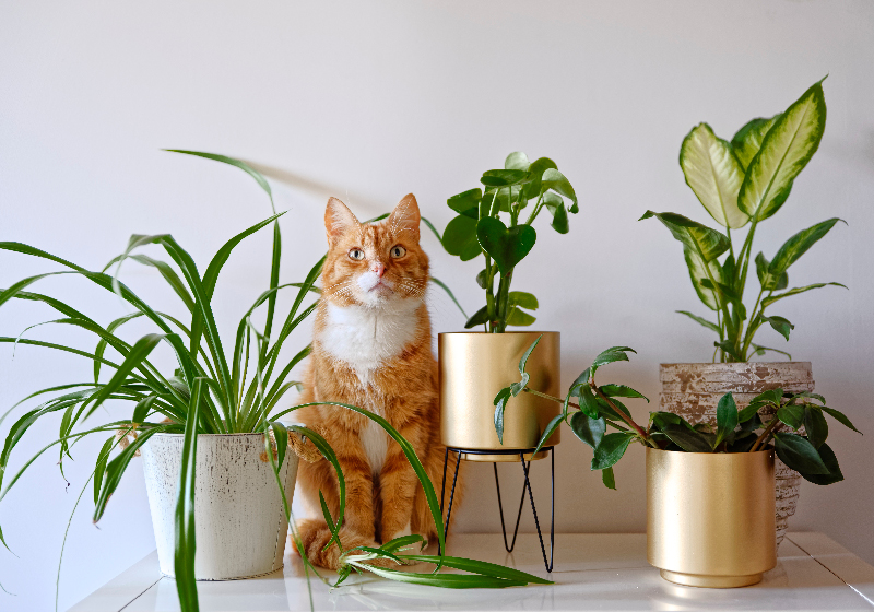 pet-friendly plants