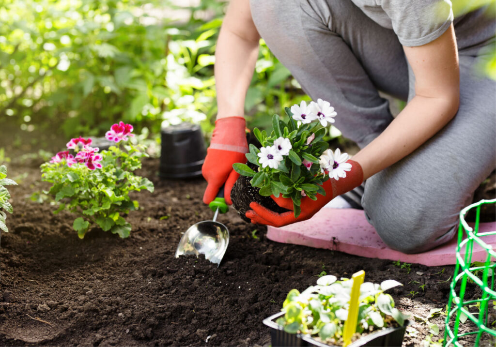 Gardener with orange gloves plants flowers in the spring.